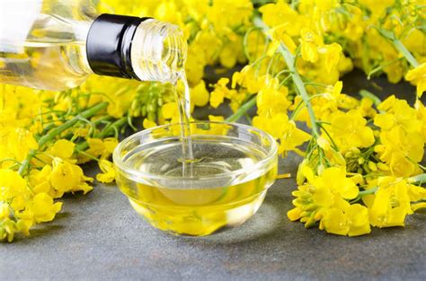 Is Canola Oil Healthy 5 Best Health Benefits Explained