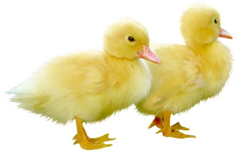 Cute Little Ducks Png Clipart Picture Animals Images Cute Funny