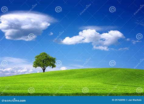Tree On Green Field And Blue Sky Stock Photo Image Of Cloudscape