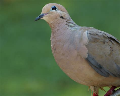 Male Mourning Dove - FeederWatch