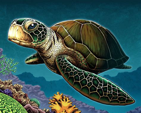 Loggerhead Sea Turtle Drawing At Getdrawings Free Download