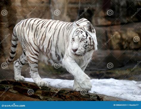 Amur White Tiger Stock Image Image Of Beautiful Eyes 88665323