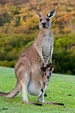 Kangaroo With Baby Joey In Pouch Stock Photo - Download Image Now - iStock