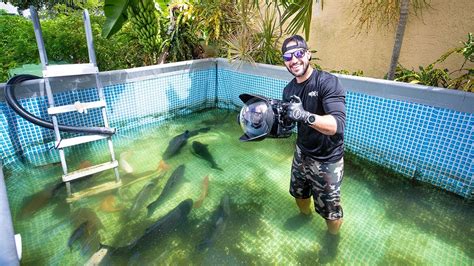 Swimming With Massive Fish In Swimming Pool Pond Fish Feeding Youtube