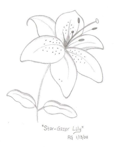 How To Draw A Lily Flower Deltalazc