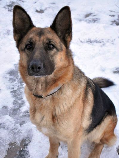 are german shepherds long or short haired