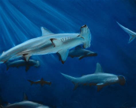 Hammerhead Shark Art Shark Art Wildlife Art Wildlife Artists