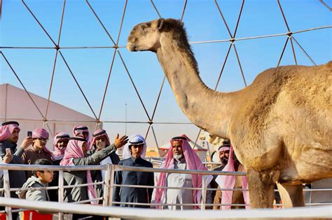 Saudi Arabia S Camel Festival Enters Guinness World Records For Its Record Breaking Size About Her