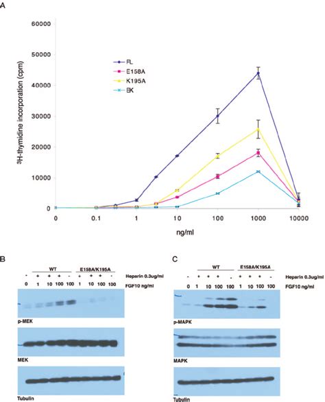 Structure Based Mutagenesis Of Fgf10 Confirms The Importance Of Glu158