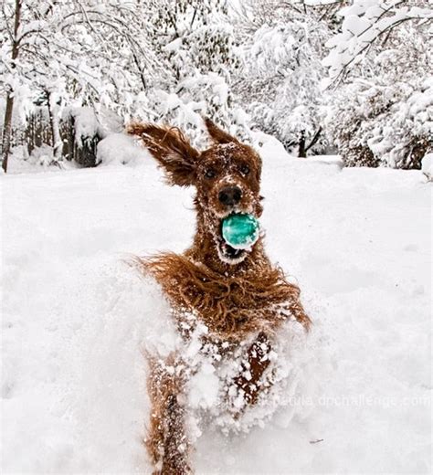 Hilarious And Heartwarming Photos Of Dogs In Snow