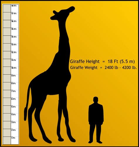 Top 100 Animals By Height