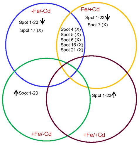 A Comprehensive Guide To The Venn Diagram Of Cellular Respiration And