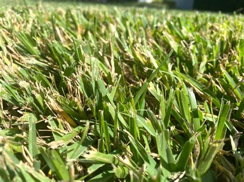 Six Types Of Grass For Florida Lawns With Photos Sexiz Pix