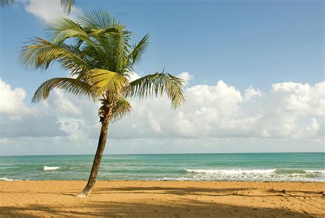 Tropical Beach Scene With Palm Tree Photograph By Bcwh Fine Art America