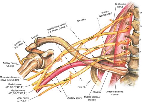 Brachial Plexus Anatomy Part How To Draw Brachial Plexus Easily Images And Photos Finder