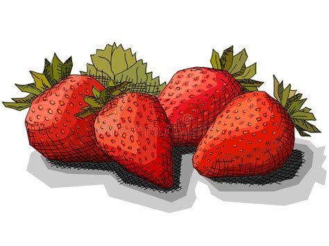 Ejemplo Del Vector De Las Fresas Del Dibujo Ilustración del Vector Ilustración de fresa hoja
