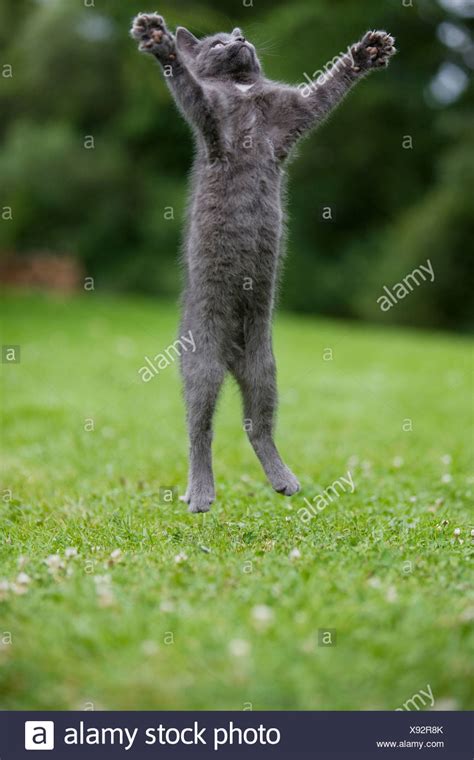 Jumping Cat High Resolution Stock Photography And Images Alamy