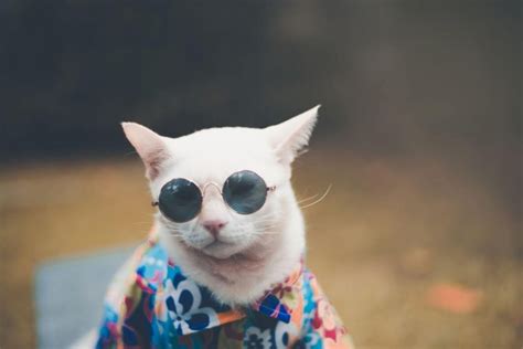 251 Unique Hipster Cat Names Wise Kitten