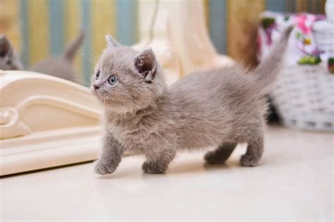 Origin united states breed standard tica. Munchkin Cats: The Ultimate Guide to Their History, Types, Characteristics, Temperament and Care ...