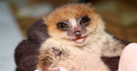 Happy Lemur Aww