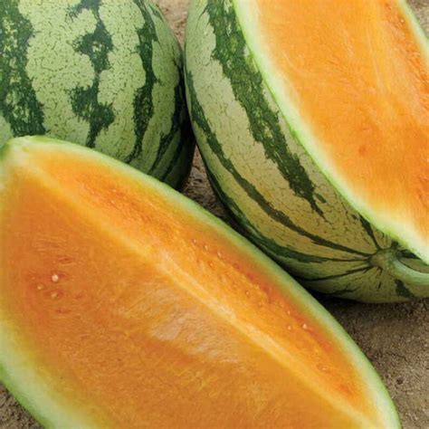 10 Heirloom Tendersweet Orange Watermelon Seeds Free Ship Etsy