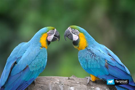 Why Do Parrots Speak