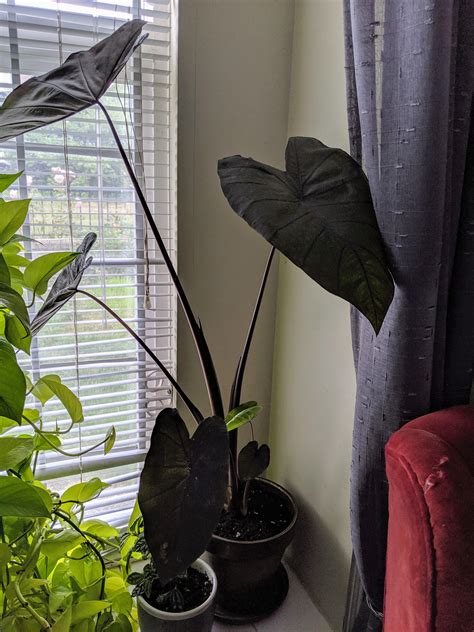 When the leaves first appear in spring they are green and as they mature they take on a bronze purple flush. Welcome to the family, Colocasia esculenta 'Black Magic ...