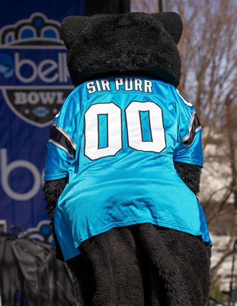 Meet Sir Purr The Beloved Mascot Of The Carolina Panthers