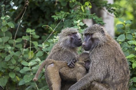 Tarangire National Park Animals Tanzania Wildlife Safaris Tarangire