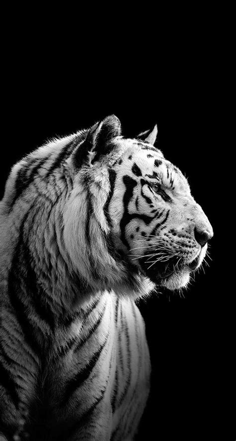 Black And White Tigers Wallpapers Wallpaper Cave
