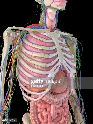 In this video we discuss the structure of the rib cage or thoracic cage. Human Ribcage And Organs Artwork Stock Illustration | Getty Images