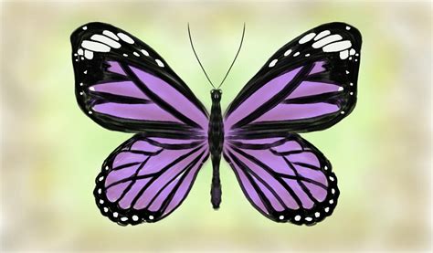 Purple Butterfly Drawing By Chloelb On Deviantart