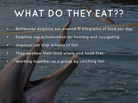 What Do Dolphins Eat Do Sharks Eat Whales Quora The Foods That