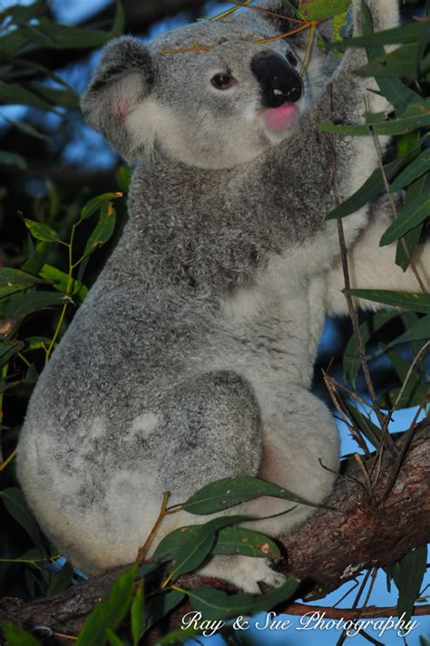 Koalas Magnetic Island Travel And Wildlife Photography