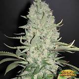 Weed Pot Marijuana Photos