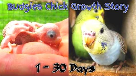 Budgies Chick Growth Stages 1 30 Days Budgies Baby Care 🐤🐥 Youtube