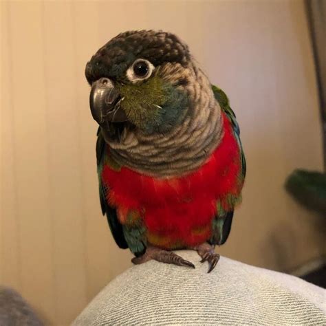 Liam Jenday Conure Mega Bird Store