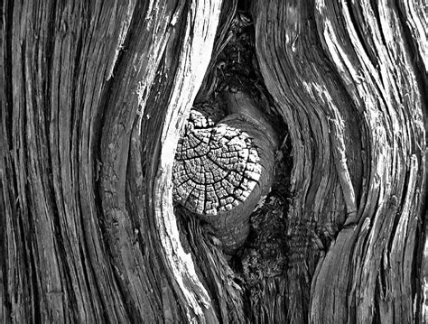 Free Images Nature Forest Branch Black And White Wood Texture