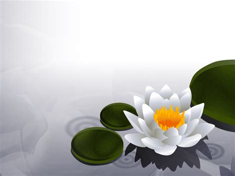 Free Download Lotus Flower Wallpaper Lotus Flower Wallpaper Lotus Dream