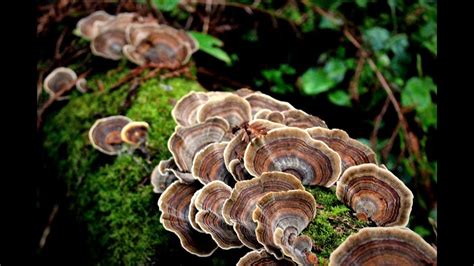 how to harvest turkey tail mushrooms natural chewing gum