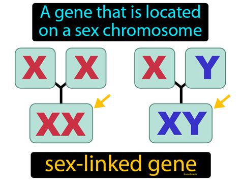 Mapa Tipos De Genes Porn Sex Picture