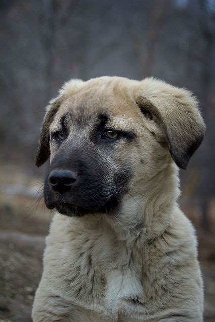 Boris Anatolian Shepherd Puppies Kangal Dog Anatolian Shepherd Dog