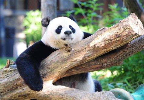 Giant Panda Is No Longer Endangered Experts Say The Globe And Mail