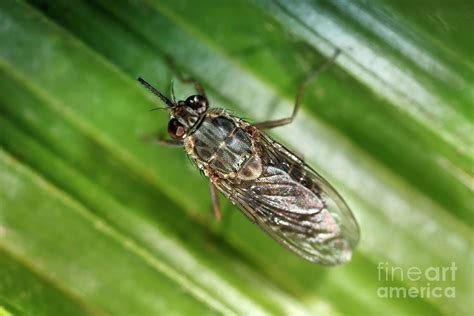 Female Tsetse Fly Photograph By Ird Vectopole Sud Patrick Landmann