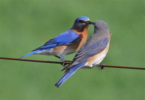 Signs Of Spring 9 Bluebirds Ecologists Notebook