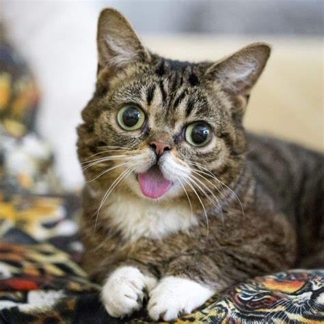 Tribute To The Legendary Grumpy Cat And Lil Bub Cute Cats Pets Cats