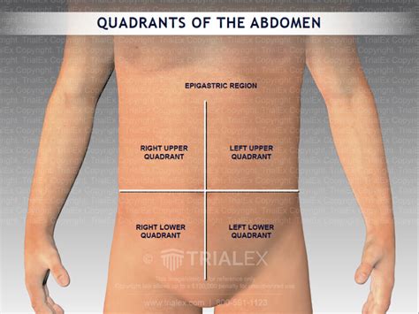 Anatomical Quadrants Four Abdominal Quadrants And Nine Abdominal Hot
