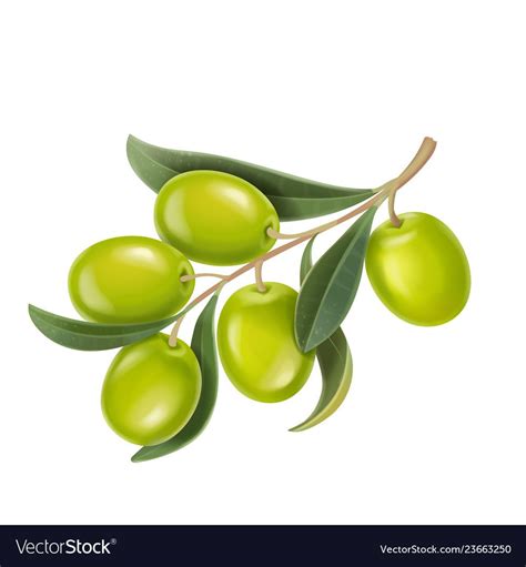 Realistic Green Olives Branch Vector Image On Vectorstock Olive
