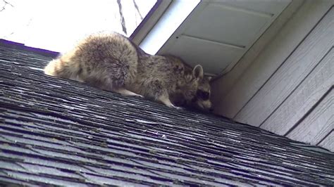 Raccoon Getting In Attic Youtube