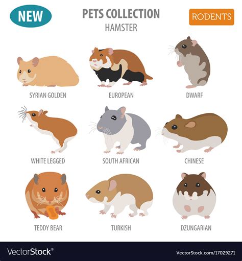 It is an online image resizer to resize the jpg and png images, pictures & photos in pixels. Hamster breeds icon set flat style isolated on Vector Image